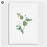 White lolliradio pea flower - Pierre Joseph Redouté Poster.