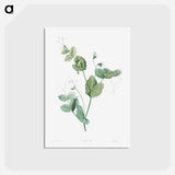 アートポストカード-White lolliradio pea flower - ピエール ジョゼフ ルドゥーテ Postcard.