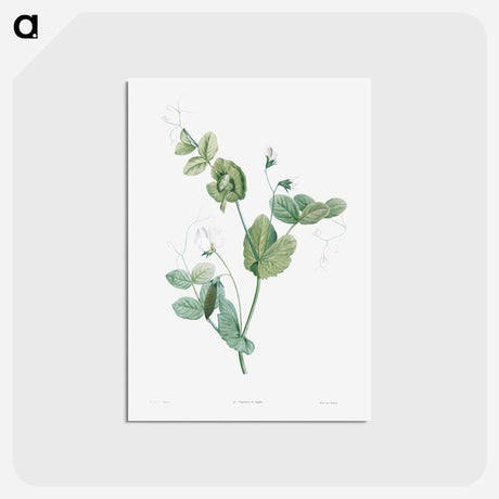 アートポストカード-White lolliradio pea flower - ピエール ジョゼフ ルドゥーテ Postcard.
