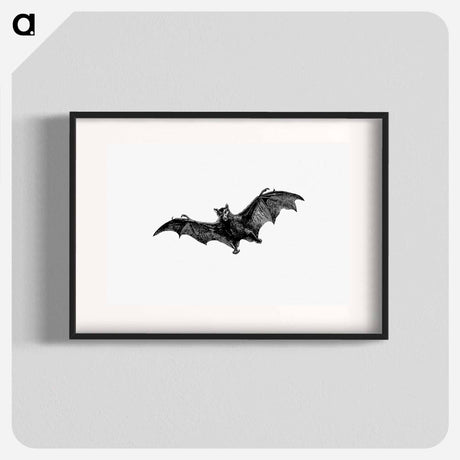 アートポスター-Flying Bat from Woodland Romances; Or, Fables And Fancies
 - 大英図書館 Poster.