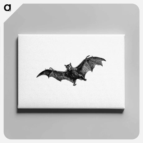 アートパネル-Flying Bat from Woodland Romances; Or, Fables And Fancies
 - 大英図書館 Canvas.