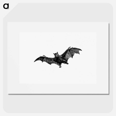 アートポスター-Flying Bat from Woodland Romances; Or, Fables And Fancies
 - 大英図書館 Poster.