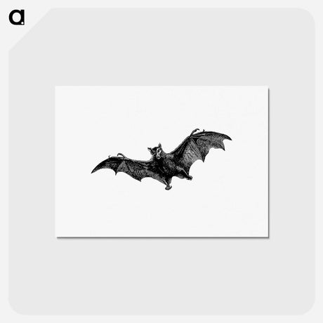 アートポストカード-Flying Bat from Woodland Romances; Or, Fables And Fancies
 - 大英図書館 Postcard.