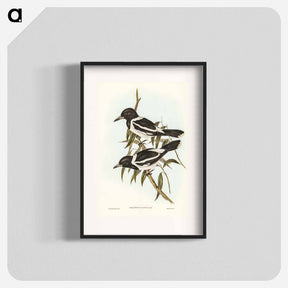 アートポスター-Pied Crow-Shrike
 - ジョン グールド Poster.