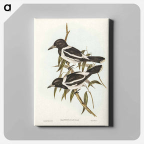 アートパネル-Pied Crow-Shrike
 - ジョン グールド Canvas.