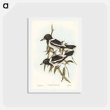 アートポストカード-Pied Crow-Shrike
 - ジョン グールド Postcard.