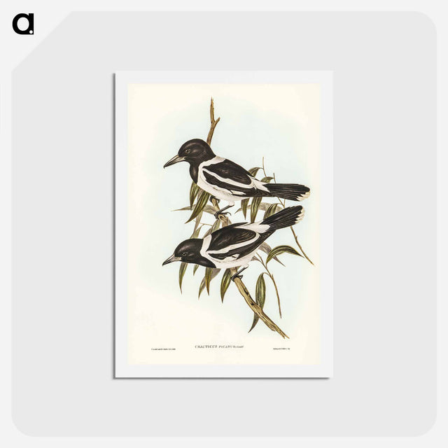 アートポストカード-Pied Crow-Shrike
 - ジョン グールド Postcard.