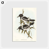 アートポストカード-Pied Crow-Shrike
 - ジョン グールド Postcard.