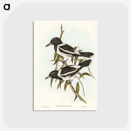 アートポストカード-Pied Crow-Shrike
 - ジョン グールド Postcard.