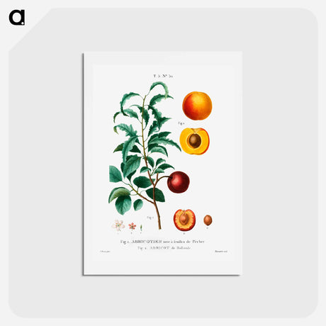 アートポストカード-Inside part of apricot - ピエール ジョゼフ ルドゥーテ Postcard.