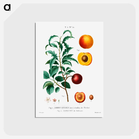 アートポストカード-Inside part of apricot - ピエール ジョゼフ ルドゥーテ Postcard.