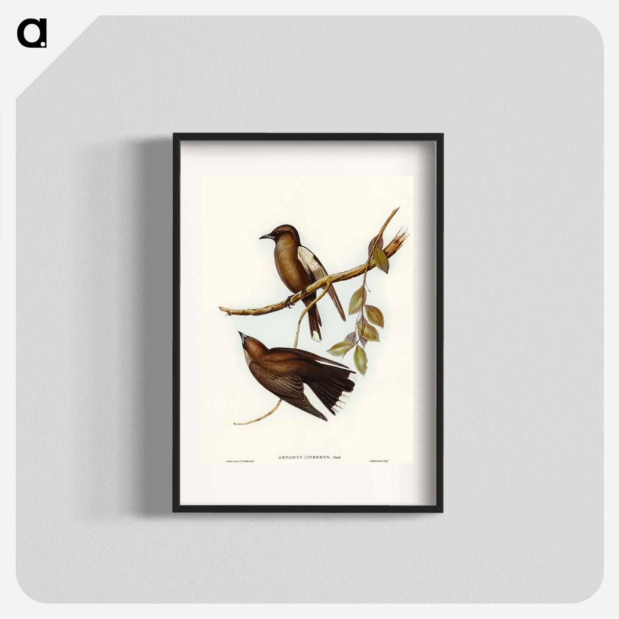 アートポスター-Grey-breasted Wood Swallow
 - オーストラリアの鳥 Poster.