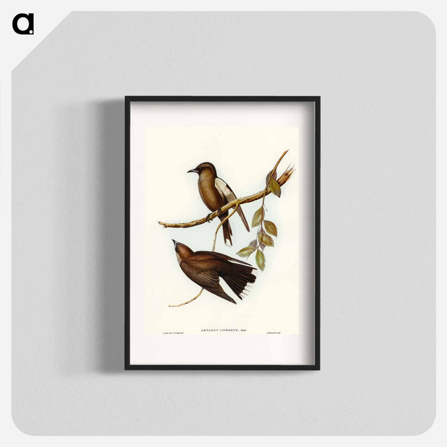 アートポスター-Grey-breasted Wood Swallow
 - オーストラリアの鳥 Poster.