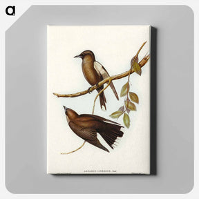 アートパネル-Grey-breasted Wood Swallow
 - オーストラリアの鳥 Canvas.