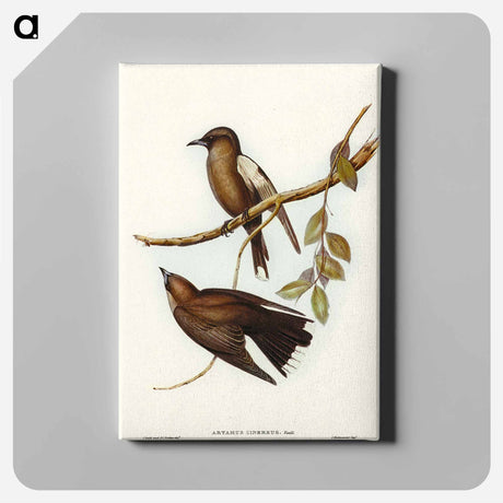 アートパネル-Grey-breasted Wood Swallow
 - オーストラリアの鳥 Canvas.