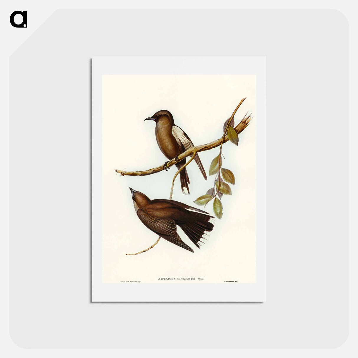 アートポストカード-Grey-breasted Wood Swallow
 - オーストラリアの鳥 Postcard.