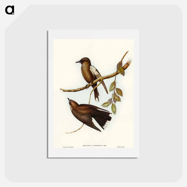 アートポストカード-Grey-breasted Wood Swallow
 - オーストラリアの鳥 Postcard.