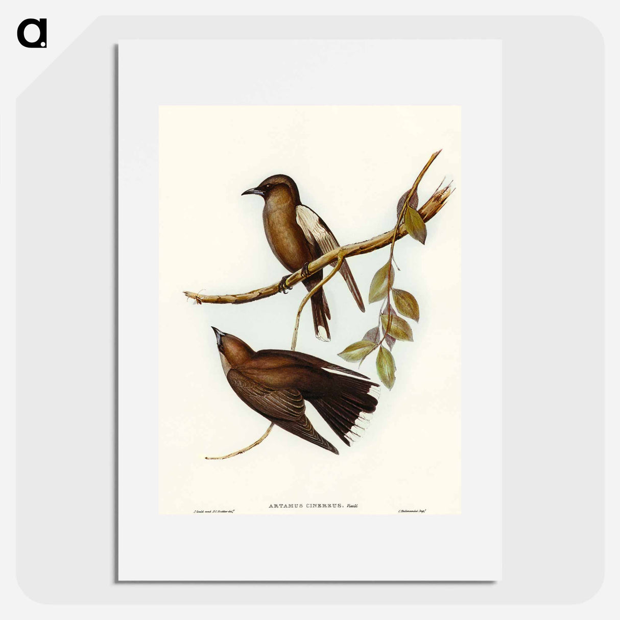 アートポスター-Grey-breasted Wood Swallow
 - オーストラリアの鳥 Poster.