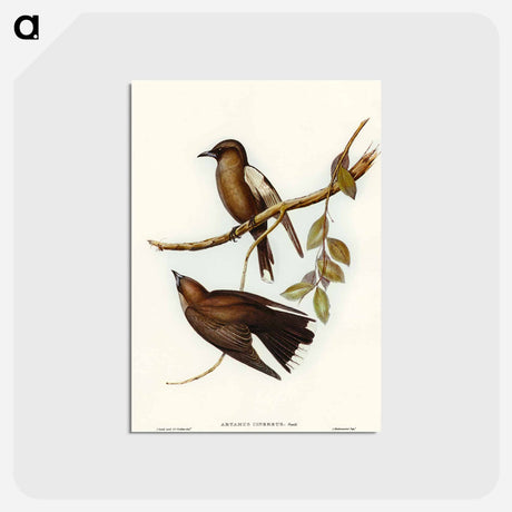 アートポストカード-Grey-breasted Wood Swallow
 - オーストラリアの鳥 Postcard.