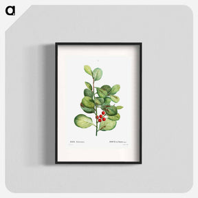 アートポスター-Ilex Maderiensis (Houx de Madere) - ピエール ジョゼフ ルドゥーテ Poster.