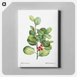 アートパネル-Ilex Maderiensis (Houx de Madere) - ピエール ジョゼフ ルドゥーテ Canvas.