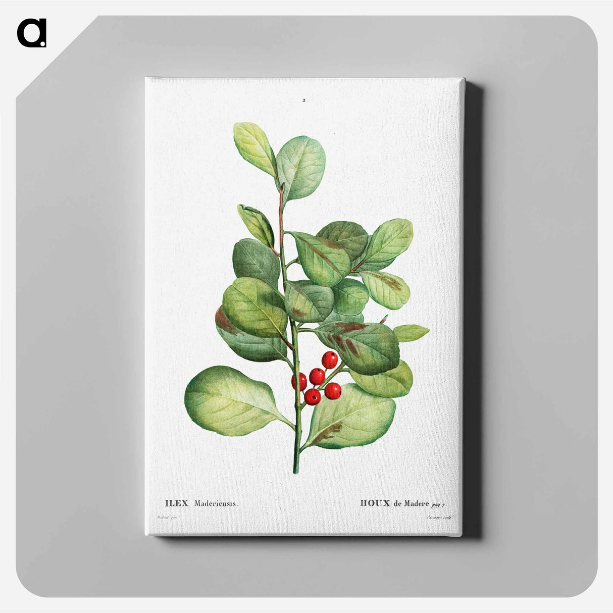 アートパネル-Ilex Maderiensis (Houx de Madere) - ピエール ジョゼフ ルドゥーテ Canvas.
