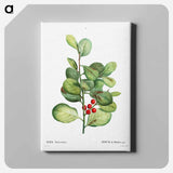 アートパネル-Ilex Maderiensis (Houx de Madere) - ピエール ジョゼフ ルドゥーテ Canvas.