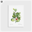 アートポストカード-Ilex Maderiensis (Houx de Madere) - ピエール ジョゼフ ルドゥーテ Postcard.