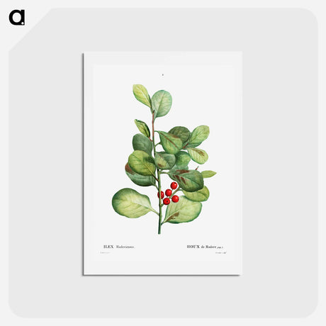 アートポストカード-Ilex Maderiensis (Houx de Madere) - ピエール ジョゼフ ルドゥーテ Postcard.
