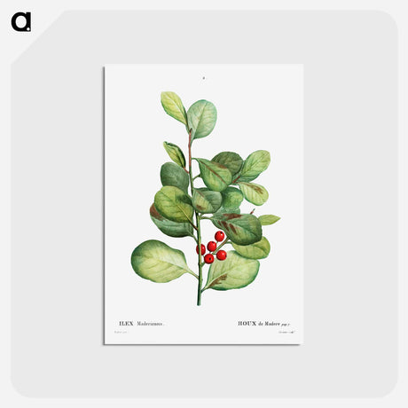 アートポストカード-Ilex Maderiensis (Houx de Madere) - ピエール ジョゼフ ルドゥーテ Postcard.