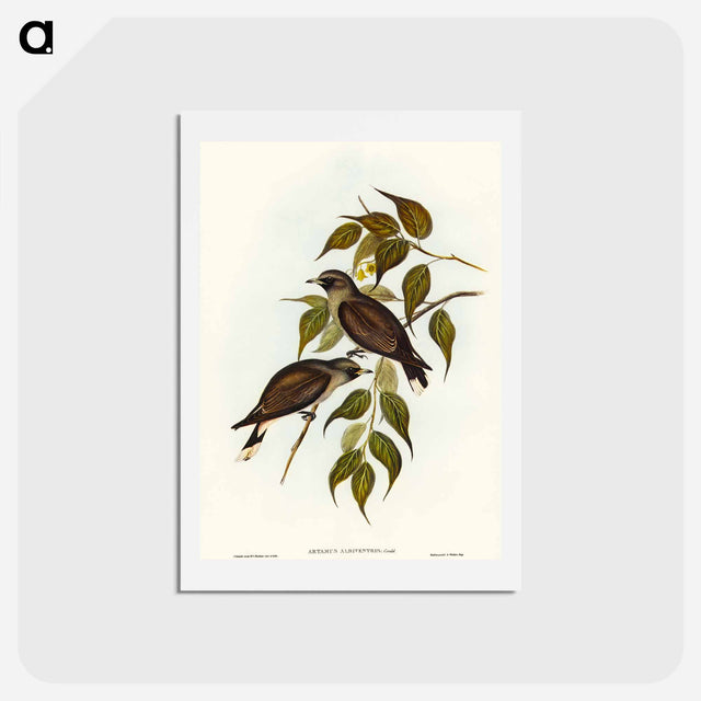 アートポストカード-White-vented Wood Swallow
 - オーストラリアの鳥 Postcard.