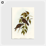 アートポストカード-White-vented Wood Swallow
 - オーストラリアの鳥 Postcard.
