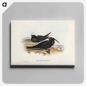 アートパネル-White-capped Tern
 - ジョン グールド Canvas.