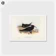 アートポストカード-White-capped Tern
 - ジョン グールド Postcard.
