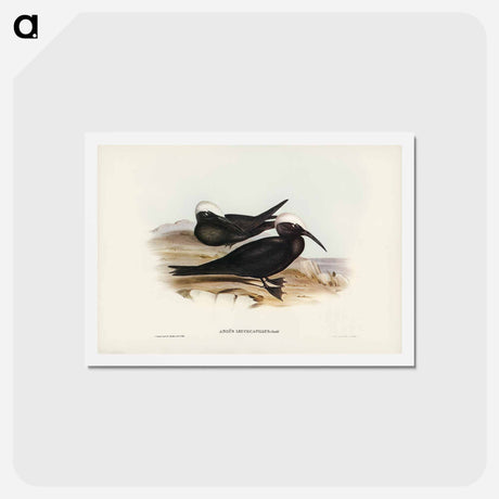 アートポストカード-White-capped Tern
 - ジョン グールド Postcard.