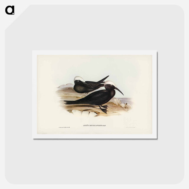 アートポストカード-White-capped Tern
 - ジョン グールド Postcard.