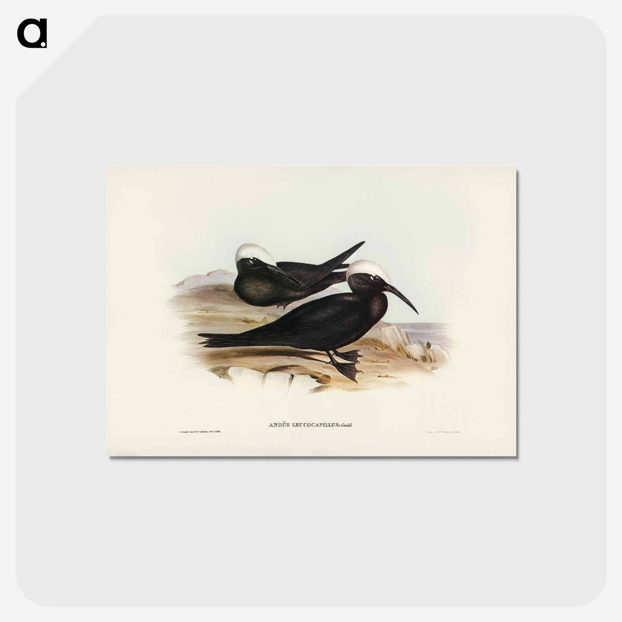 アートポストカード-White-capped Tern
 - ジョン グールド Postcard.