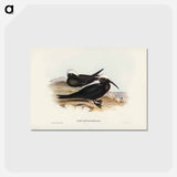 アートポストカード-White-capped Tern
 - ジョン グールド Postcard.