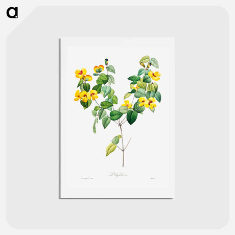 アートポストカード-Handsome flat-pea - ピエール ジョゼフ ルドゥーテ Postcard.