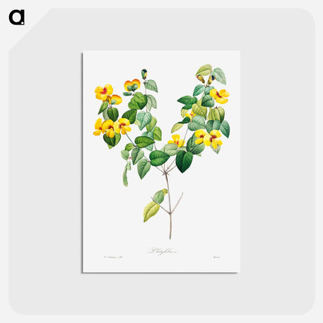 アートポストカード-Handsome flat-pea - ピエール ジョゼフ ルドゥーテ Postcard.