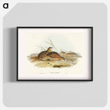 Australian Partridge
 - オーストラリアの鳥 Poster.