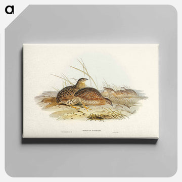 Australian Partridge
 - オーストラリアの鳥 Canvas.