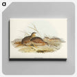 アートパネル-Australian Partridge
 - オーストラリアの鳥 Canvas.