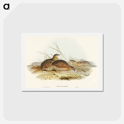 Australian Partridge
- オーストラリアの鳥 Postcard.
