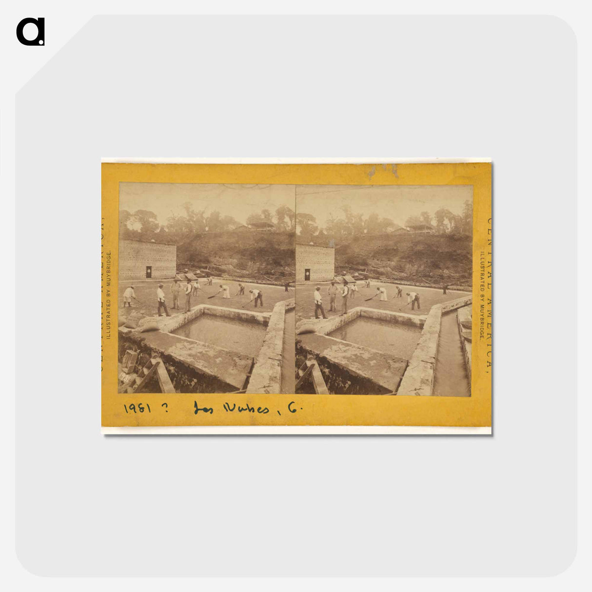 アートポストカード-Cultivation of Coffee
 - エドワード マイブリッジ Postcard.