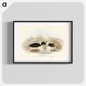 アートポスター-Black-throated Grebe
 - ジョン グールド Poster.