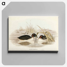 アートパネル-Black-throated Grebe
 - ジョン グールド Canvas.