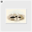 アートポストカード-Black-throated Grebe
 - ジョン グールド Postcard.