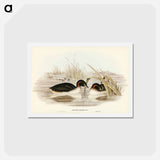 アートポストカード-Black-throated Grebe
 - ジョン グールド Postcard.