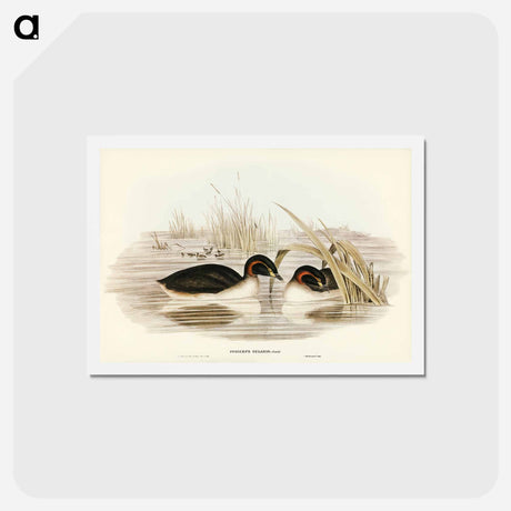 アートポストカード-Black-throated Grebe
 - ジョン グールド Postcard.
